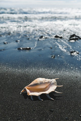 big seashell spider conch (lambis truncata) on black sand shore © nikkytok