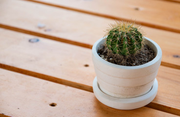 Small cactus trees in pots placed on a wooden table.