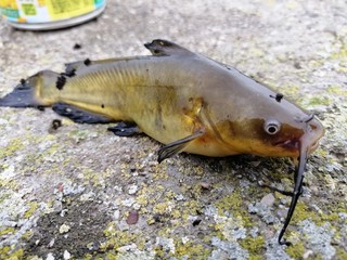 pescare il pesce gatto
