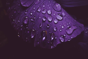 Krople wody na fioletowym płatku kwiatka