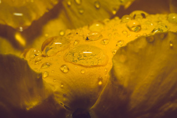 Krople wody na żółtym płatku kwiatka