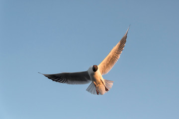 Fototapeta na wymiar A Flying Seagull