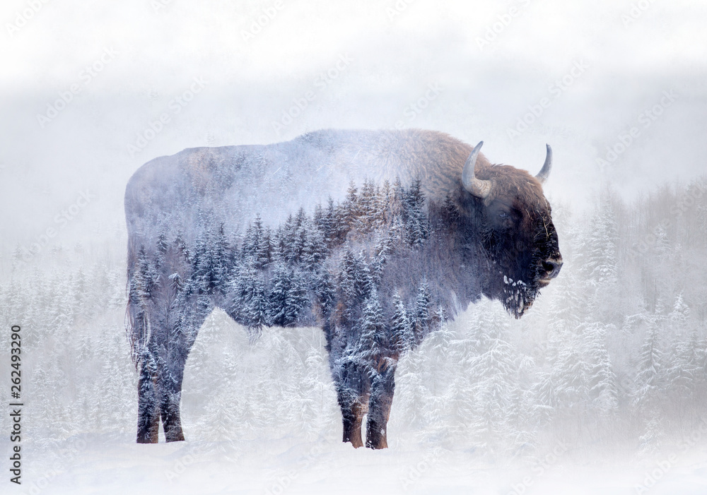 Wall mural double exposure of a wild bison, buffalo and a pine forest