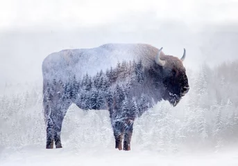 Photo sur Plexiglas Buffle Double exposition d& 39 un bison sauvage, d& 39 un buffle et d& 39 une pinède