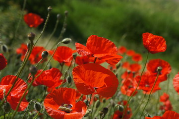 red poppies in a field
