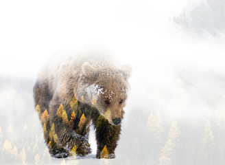 Double exposure of a wild brown bear and a pine forest