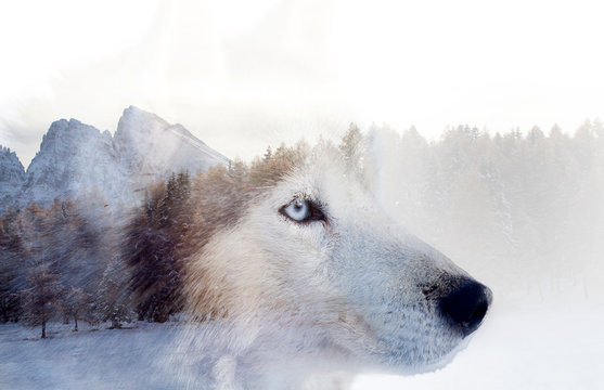 Double exposure image of a Siberian husky dog and a snowy pine forest.