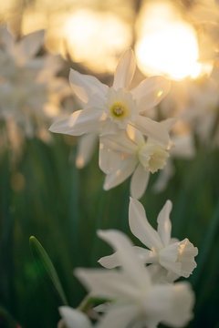 White daffodils in the light of an early spring sunset