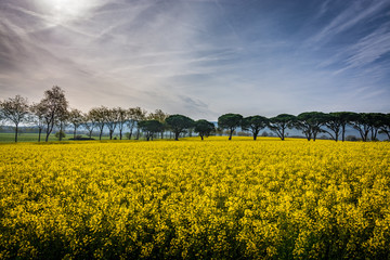 Obraz premium Champ de colza près de Soual dans le Tarn - Occitanie