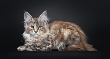 Pretty silver tortie Maine Coon cat kitten laying down side ways. Looking towards camera with brown eyes. Isolated on black background. Tail beside body.