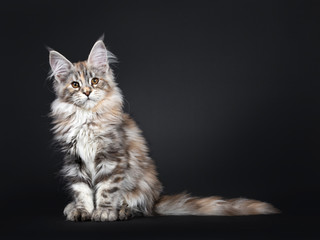 Fototapeta premium Pretty silver tortie Maine Coon cat kitten sitting a bit side ways. Looking towards camera with brown eyes. Isolated on black background. Tail behind body.