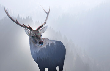 Double exposure of a red deer and a pine forest