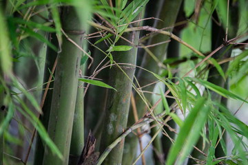 Bamboo sticks and leaves with vegetation background.