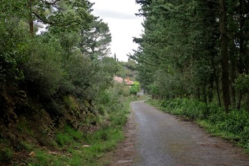 path in a large green forest