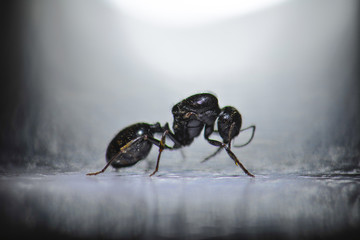 Black ants on the ground