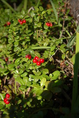  red berry forest nature