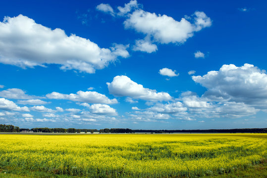 Flowering meadow in the sunny day. Summer landscape with a large field of yellow flowers, blue sky and trees in the distance. Background picture for different purposes.