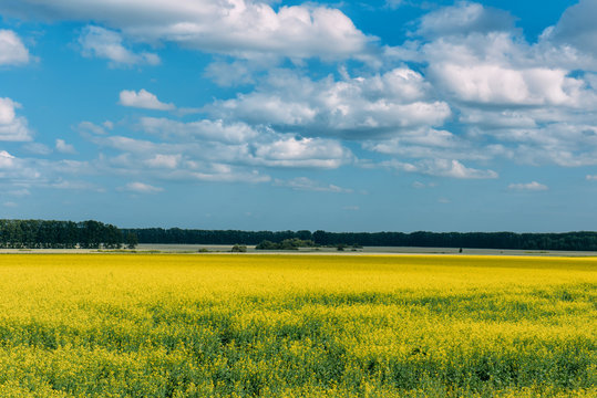 Flowering meadow in the sunny day. Summer landscape with a large field of yellow flowers, blue sky and trees in the distance. Background picture for different purposes.