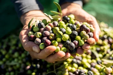 Fotobehang olijven oogsten in Spanje. © nito