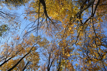 forest trees roots leaves green