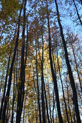 forest trees roots leaves green