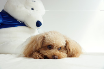 クマのぬいぐるみとトイプードル