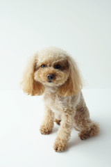 お座りするトイプードル