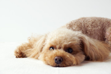 脱力したトイプードル