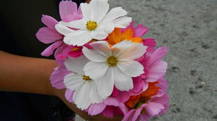 pink and white and orange beautiful flowers in abundle. spring is in the air