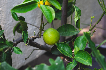 limon