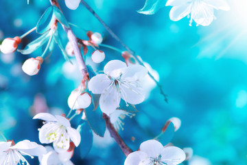 Floral spring easter pink cherry blossom tree branch background. Blooming cherry tree branches with fresh leaves and white blossom flowers in orchard spring time. Easter spring flowers background