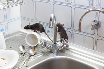 Black rats(Rattus norvegicus), dirty white plates and cups on a sink in an apartment house in a kitchen. Fight with vermins, pest control, rodents in an apartment concept. Extermination.