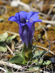 Stengelloser Enzian (Gentiana clusii )