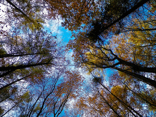 Forest, autumnal trees against blue sky nature background.