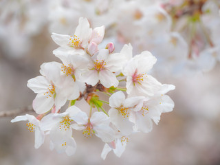 Beautiful sakura blossoms in spring