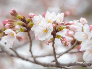 Beautiful sakura blossoms in spring