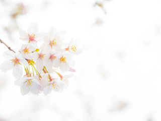 Fototapeta na wymiar Beautiful sakura blossoms in spring