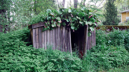 the old wooden shed is covered in a thicket of grass against the forest. the door is open. flying day. nature.