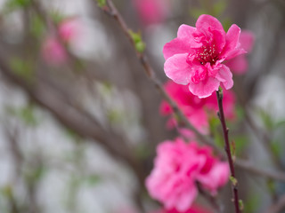 Beautiful sakura blossoms in spring