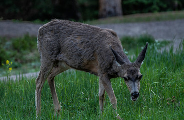 Naklejka na ściany i meble Elk Family in Rocky Mountain National Park