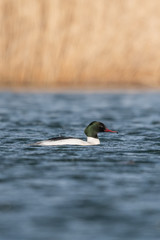 Beautiful nature scene with bird Common merganser (Mergus merganser). Wildlife shot of bird on the pond. Bird in the nature habitat.