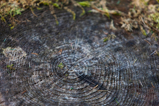 Close up of growth rings of a Scots pine tree stump