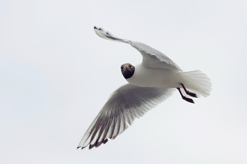  Seagull with black head On The gray Background