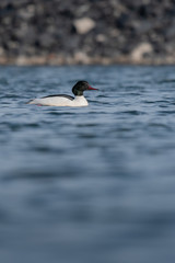 Beautiful nature scene with bird Common merganser (Mergus merganser). Wildlife shot of bird on the pond. Bird in the nature habitat.
