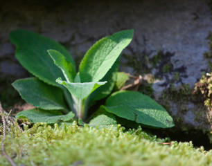 Foxglove leaves on the forest floor
