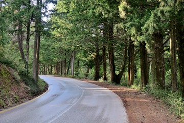 the road in the middle of the forest with twists on which the sun's rays