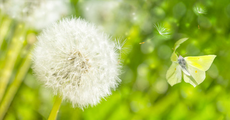 Dreamy dandelions blowball flowers, seeds fly in the wind and butterfly against sunlight. Macro soft focus. Delicate transparent airy elegant artistic image of spring. Nature greeting card background