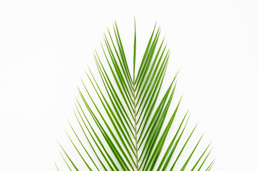 Top view isolated palm leaf in the middle on clean white background