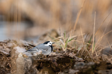 Beautiful nature scene with wagtail (Motacilla alba). Wildlife shot of  wagtail (Motacilla alba) on the grass.