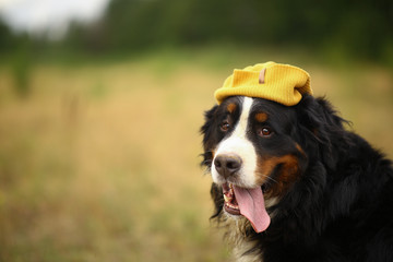 Bernese mountain dog in the yellow field